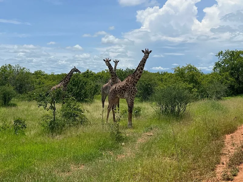 3 Days Wildlife Safari to Ruaha National Park gallery image